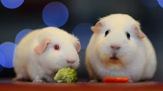 Guinea Pig Looks Stunned Whilst Eating Food [upl. by Aynos]