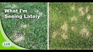 Lawn Disease 2020 Pythium vs Dollar Spot Pictures and Identification Strategies [upl. by Joacimah]