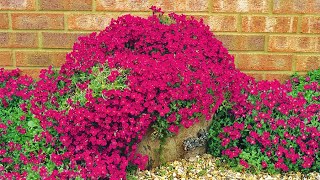 How to Plant Ground Cover Aubrieta Summer Garden Guide [upl. by Eillek]