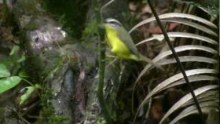 Goldencrowned Warbler Basileuterus culicivorus [upl. by Fishman]