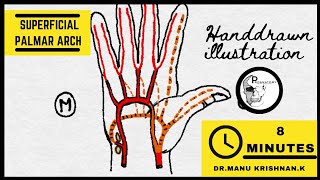 ANATOMY OF SUPERFICIAL PALMAR ARCH MADE SIMPLE [upl. by Conover710]