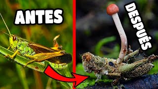 Qué es el HONGO ZOMBIE CORDYCEPS los ENTOMOPATÓGENOS y su importancia en el ecosistema 🍄😵‍💫 [upl. by Duster502]