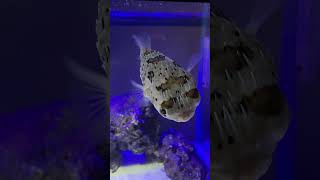 Saltwater Porcupine Fish  Saltwater Fish  Saltwater Aquarium  Saltwater Fish Tank [upl. by Nahguav]