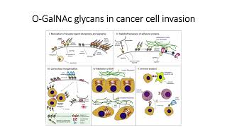 OGalNAc glycans role in cancer cell invasion Code 499 [upl. by Neils81]