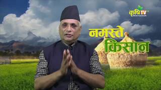 Namaste Kishan  Tomato Farming Golveda kheti  Information Guide [upl. by Calesta]