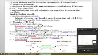 Métabolisme des acides aminés [upl. by Rramahs]