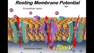 How the Resting Membrane Potential Develops How Neurons are Charged at 70mV [upl. by Joellen622]