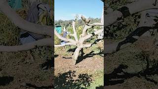 phytophthora cinnamomi en planta de aguacate Tratamiento [upl. by Notslar]