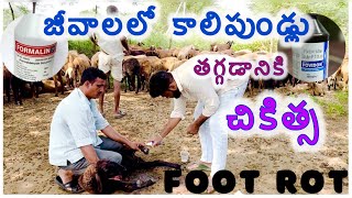 Foot rot గాలికుంటు జీవాలలో కాలిపుండ్ల వ్యాది లక్షణాలు చికిత్సPashunestam [upl. by Fraser572]