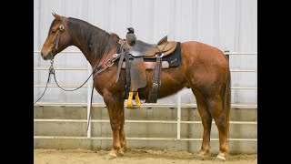 Pitzer Ranch 2020 Spring Sale Lot 1 SHOW RED SONG JOE [upl. by Hollenbeck]