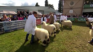 Defaid Trwynddu Valais  Valais Blacknose Sheep [upl. by Nodmac]