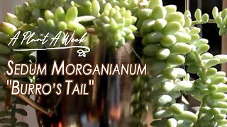 Sedum morganianum quotBurros Tailquot Care  A Plant A Week [upl. by Weinshienk243]