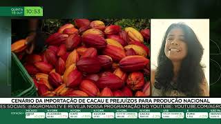 Cenário da importação de cacau e prejuízos para produção nacional [upl. by Neelhsa941]