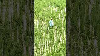 O aasman wale music song kisan village [upl. by Prudence55]