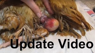 UPDATE  Fixingtreating a chicken prolapse vent amp bound egg [upl. by Ahsed]