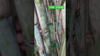 Sugarcane variety CoS 13235 sugarcane 13235 upcane GLfarming [upl. by Gale]