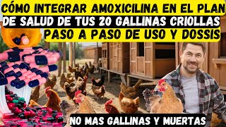 Cómo Integrar amoxicilina en el Plan de Salud de Tus 20 Gallinas Criollas [upl. by Leiruh197]