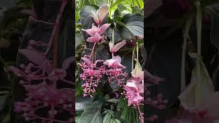 Medinilla magnifica 宝莲花 [upl. by Ahseiyk]