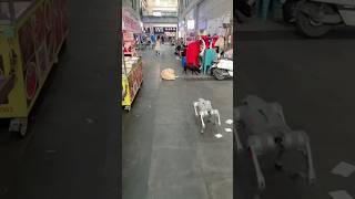 When a Robot Dog Meets a Real Dog… You Won’t Believe What Happened 😱👀 shorts [upl. by Enaht]