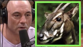 Giant Sloths amp Asian Unicorns  Joe Rogan amp Forrest Galante [upl. by Dorinda282]