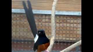 white rumped shama  the Netherlands  schamalijster 2 JvdH [upl. by Mullins]