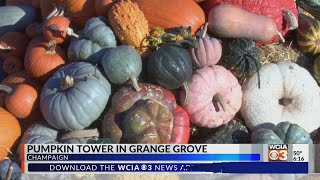 Over 700 squashes and gourds in tower of pumpkins at Grange Grove [upl. by Amliv]