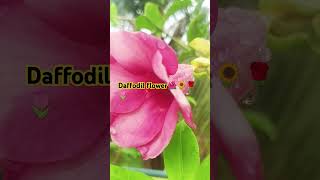 I daffodil flower l trending viralvideo shorts gardenflower garden naturedaffodil [upl. by Zacherie89]