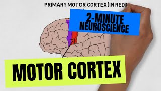 2Minute Neuroscience Motor Cortex [upl. by Gwenora665]