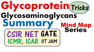 Glycosaminoglycans and glycoprotein biochemistry lecture [upl. by Darn]