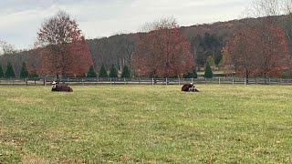 Hereford Cattle [upl. by Roth938]