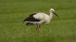 White storks in Denmark Tanja Saksborg Dinesen Jejsing and German ring number 5V064 3 sept 2024 [upl. by Rhodes]