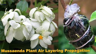 Mussaenda plant air layering propagation  How to propagate mussaenda plant using air layering [upl. by Silvia155]