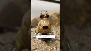 This girl took in a mudskipper as a pet and then animalshorts shortsvideo [upl. by Anovad3]