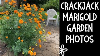 Marigold garden photos Crackerjack marigold slideshow marigold flowers garden gardenphotography [upl. by Teriann]