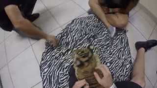 GoPro  Tiger Cub encounter [upl. by Emearg411]