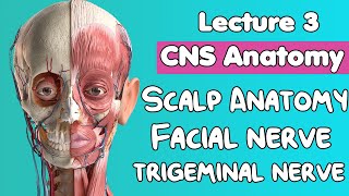 3CNS Anatomy  Scalp Anatomy  Occipitofrontalis muscle  Nerve supply FacialTrigeminal nerves [upl. by Ttelrahc]