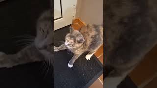 Cute cat shortvideo shortsviral shorts [upl. by Terr]