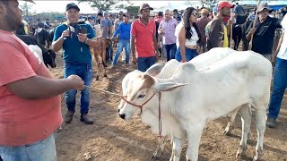 Feira do Gado em Cachoeirinha Pernambuco 16 de Maio de 2024 [upl. by Zola]