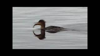 Red Breasted Merganser [upl. by Enitsirhk792]