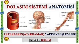 2Dolaşım Sistemi Anatomisi  Arterlerin Atardamar Konuanlatımı  Truncus Pulmonalis Aorta Aort [upl. by Fortier]