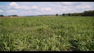 Controlling Endophyte Infested Fescue with Managed Grazing [upl. by Phina47]