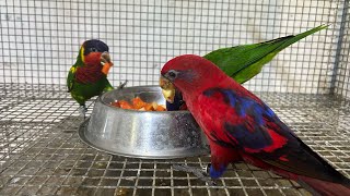 Baby Lories Weaning  Ornate amp Red Moluccan  Breeding Results  Gift Of Flight [upl. by Ennaesor577]