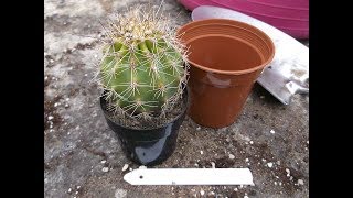 Re potting my Saguro Cactus Carnegiea gigantea [upl. by Jeremiah607]