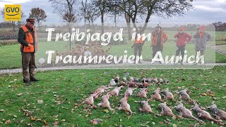 Treibjagd auf Niederwild im Traumrevier Aurich [upl. by Amehr]