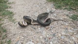 King snake vs rat snake [upl. by Hartley480]