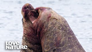 A Blubbery Battle Elephant Seal vs Elephant Seal [upl. by Rapsag882]