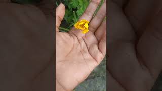 Rain Lily gardening farming vlog plants trendingvideo [upl. by Heyde688]