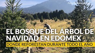 El Bosque del Árbol de Navidad en Edomex donde reforestan durante todo el año [upl. by Sackey]