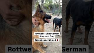 Rottweiler Bubzee Bites Tongue Of German Shepherd Zoey 🩸 shorts rottweiler dogs youtubeshorts [upl. by Eenaj]