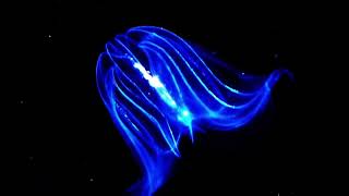 Jellyfish  Ctenophora [upl. by Aliak]